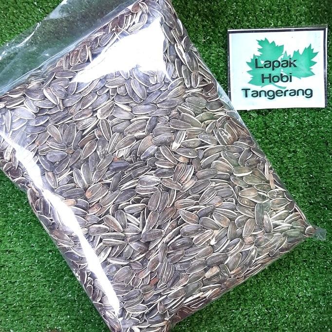 

Kuaci Sangrai Jumbo 1kg murah