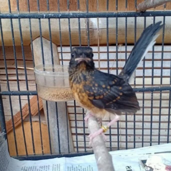 burung murai trotol betina murah