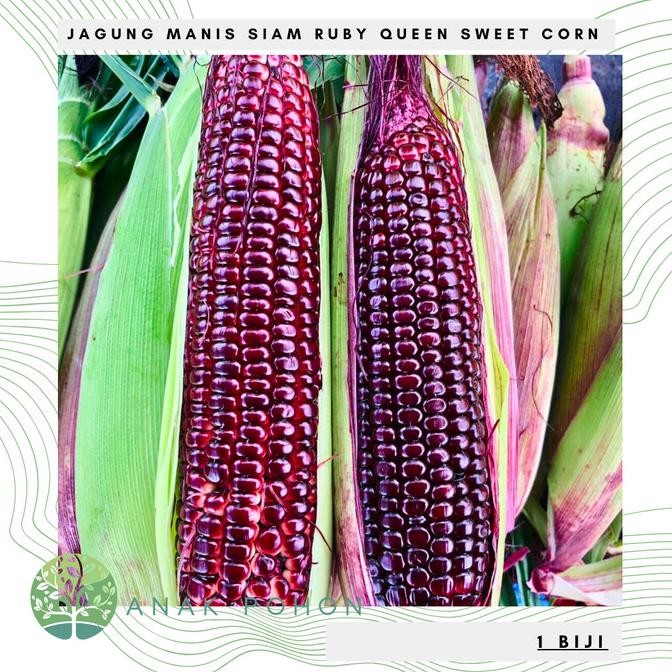 Benih Bibit Biji - Jagung Viral Siam Ruby Queen Jagung Manis Warna Magenta Sweet Corn Seeds - IMPORT