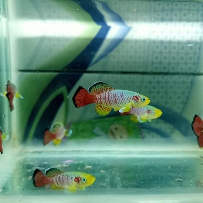 (Good) killifish guentheri red perpasang