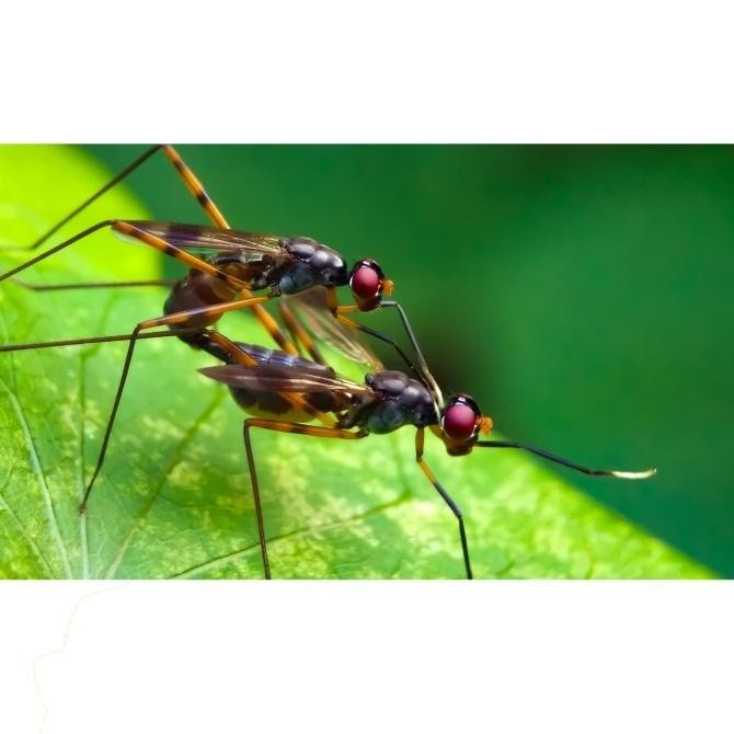 [Good] Lensbong Macro Prosumer Minolta 45mm - Lensa Smartphone Handphone HP