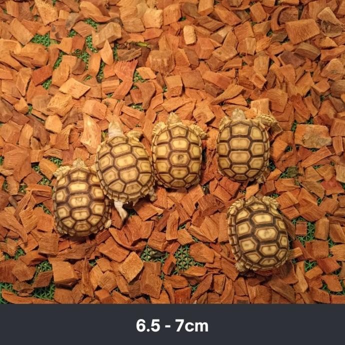 Sulcata / Kura Kura Darat Jenis Sulcata