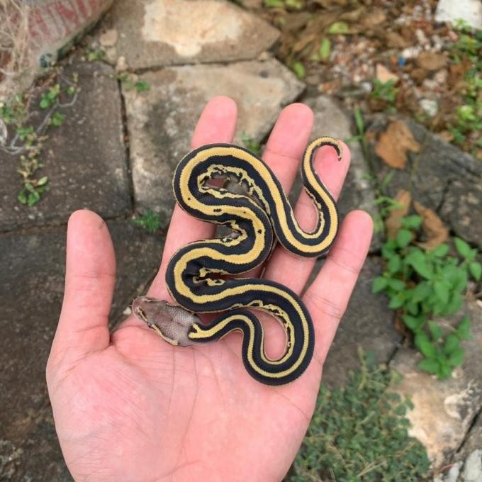 ball python leopard pastel mojave posible het lavender