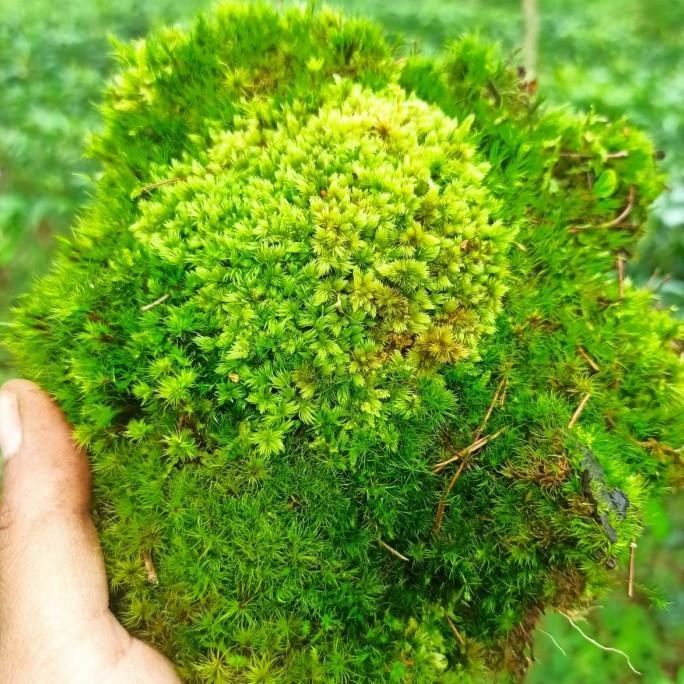 TERMURAH - Moss Terrarium / Moss Darat / Moss Bonsai Hidup