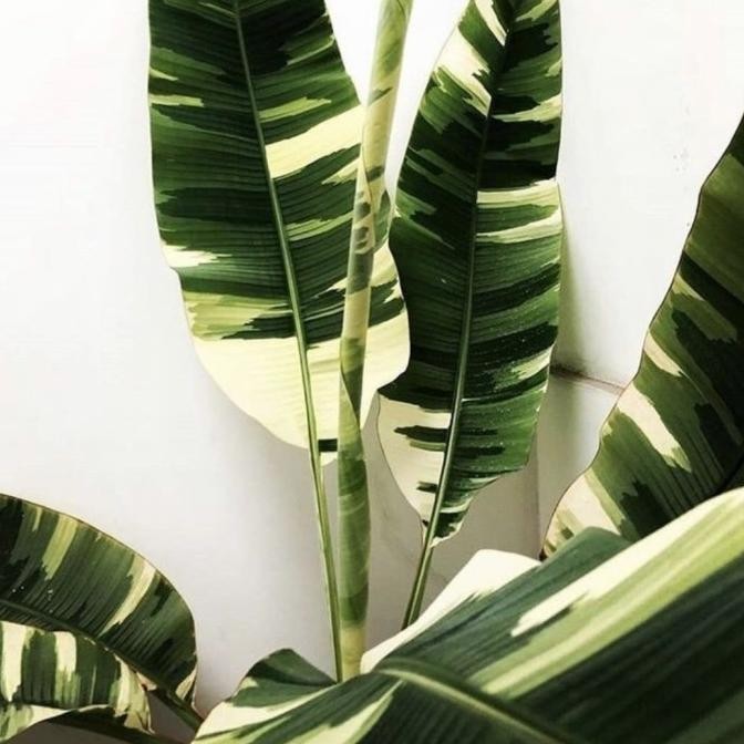 NEW Ae Ae Musa Florida Paradisiaca Variegated Pohon Pisang Varigata Baby