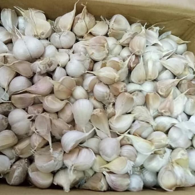 

bawang putih kating murah