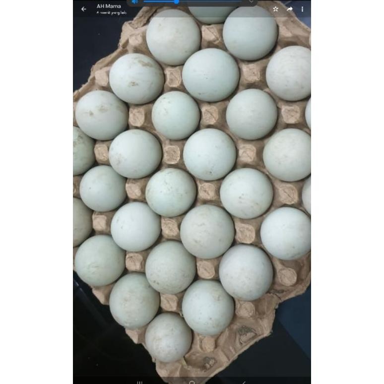

Ew-98 Telur Bebek Fresh Per Butir