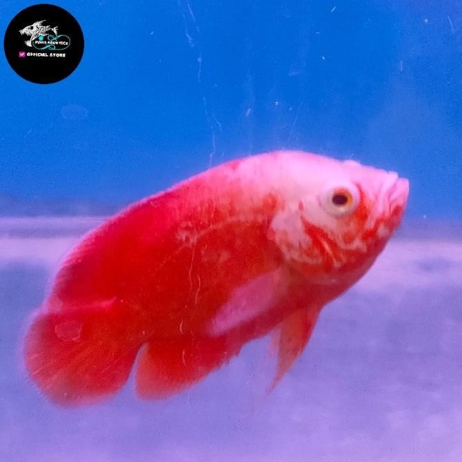 Murah IKAN HIAS OSCAR PARIS RED CHILI Non COD