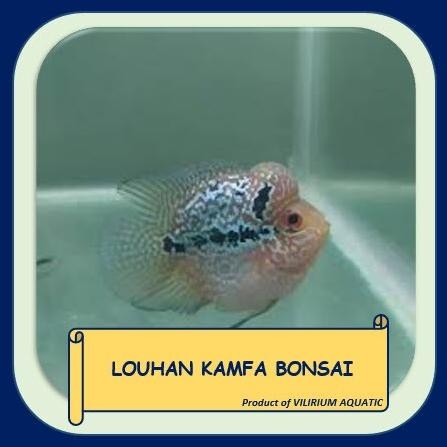 Murah IKAN HIAS AIR TAWAR - LOUHAN KAMFA BONSAI (Local) Non COD