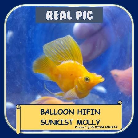 Murah IKAN HIAS AIR TAWAR - MOLLY SUNKIST BALON SLAYER / MOLLY SUNKIST BALON HIFIN / SUNKIST MOLLY H