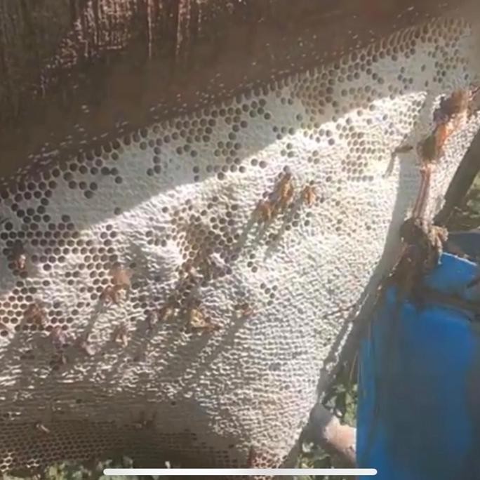 

Promo Madu Liar Sialang Dominan Nektar Akasia 1Kg Honey