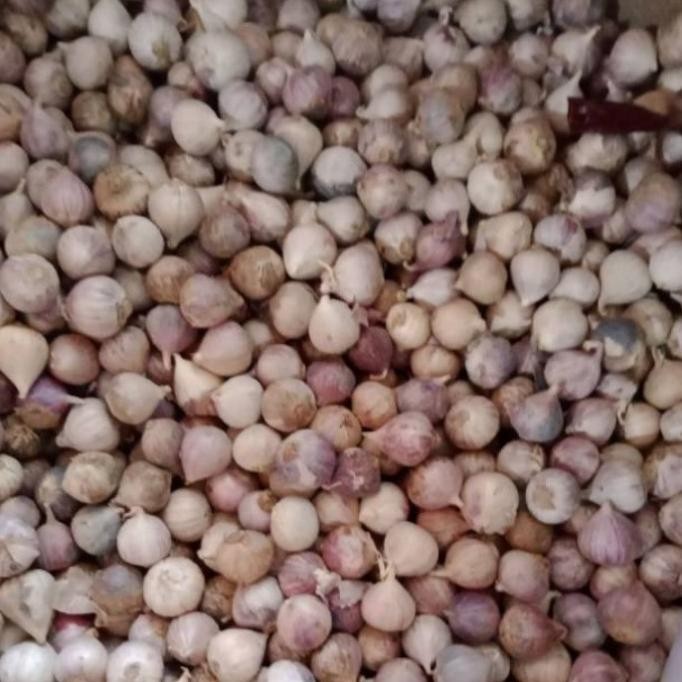 

Bawang putih tunggal 1 kg [terbaik]