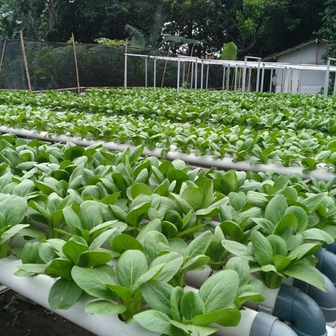 [Good] AB mix Premium 1 Liter ( Sayur Daun )