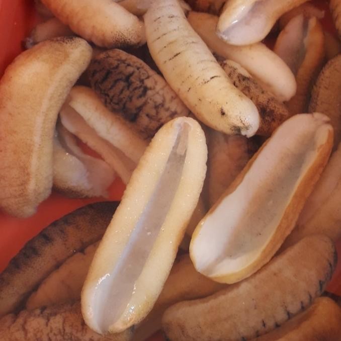 

tripang haisom/500grm isi 8 biji
