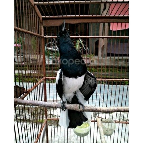 PROMO Burung Kacer Gacor Ngobra Prestasi Mewah