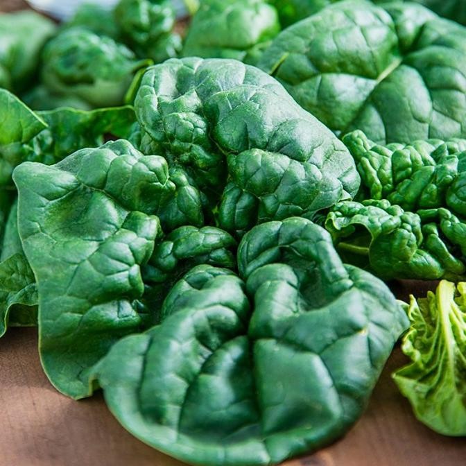 fresh  Benih / Bibit / Biji - Spinach Bloomsdale Long Standing Seeds - IMPORT murah