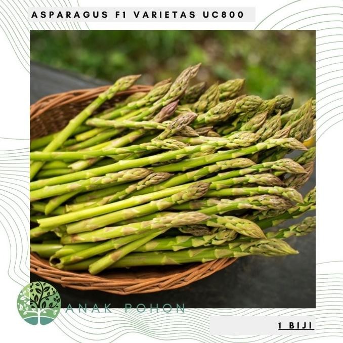 fresh  Benih / Bibit / Biji - Asparagus F1 Varietas UC800 Hibrida - IMPORT murah