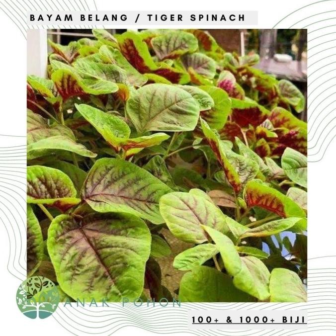 fresh  Benih / Bibit / Biji - Bayam Belang (Tiger Spinach) - IMPORT murah