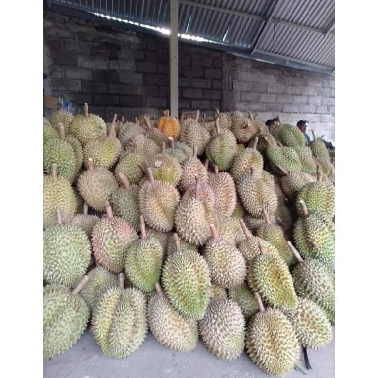

Diskon Durian Montong Bali/ Duren Bali/ Durian Singaraja/ Duren Kane Buleleng Murah
