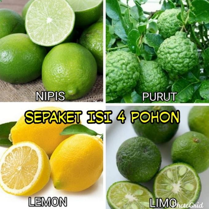 

Sepaket Isi 4 Pohon Jeruk Purut Jeruk Lemon Jeruk Nipis Jeruk Limo nUg