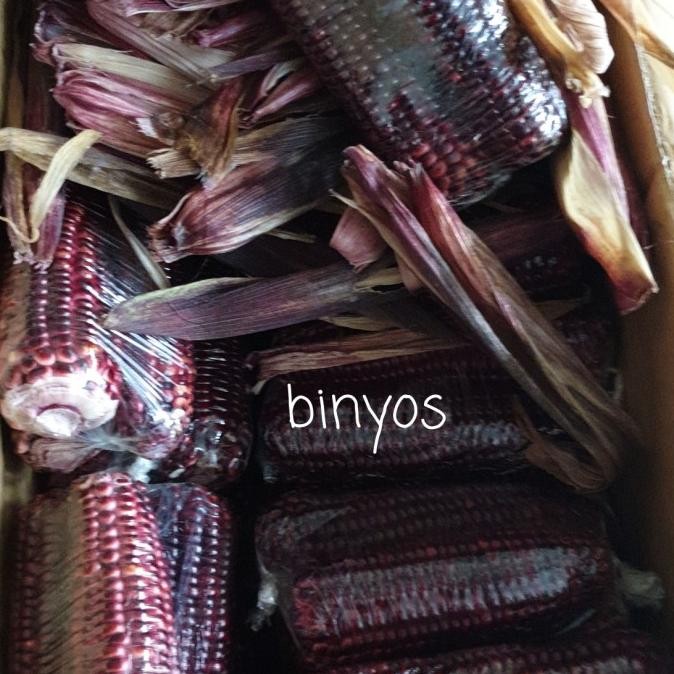 

Jagung Ketan Ungu. nUg