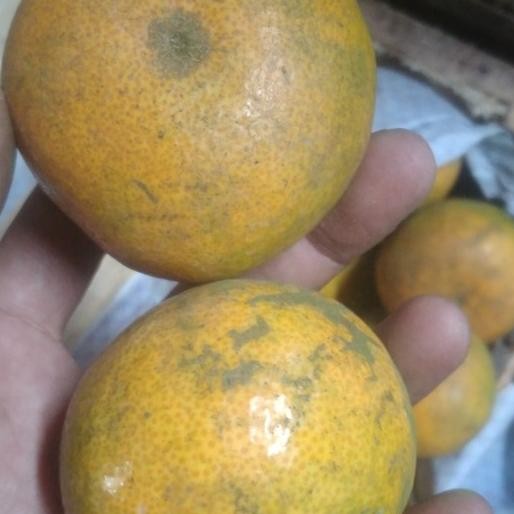 

jeruk medan manis nUg