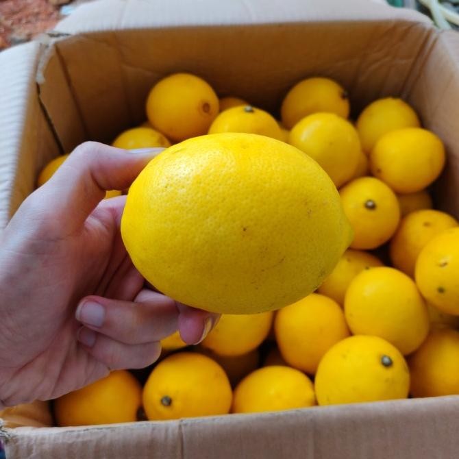 

Lemon Premium Hasil Sortir Sendiri Grade A - 1KG nUg