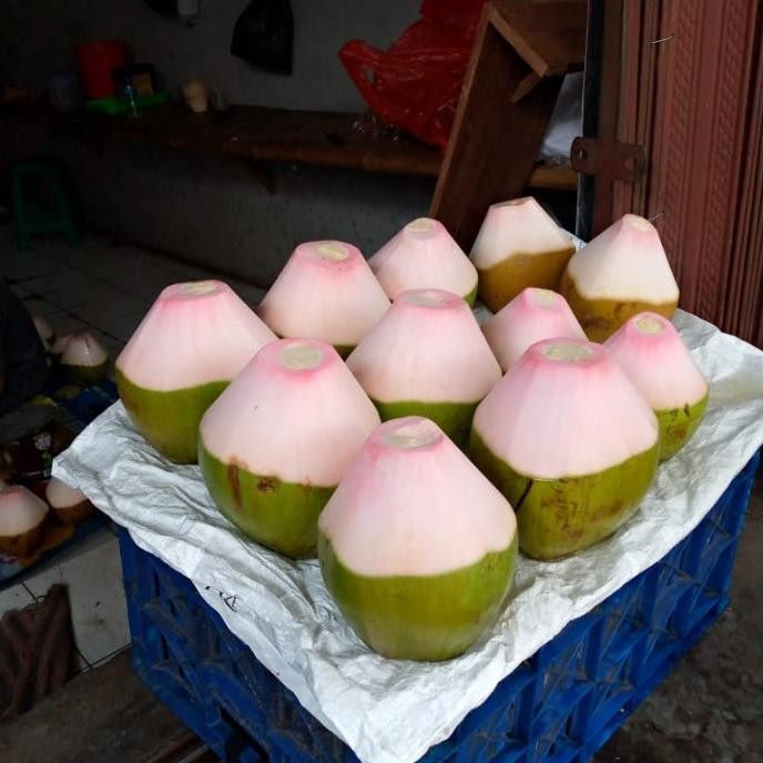 

kelapa ijo besar nUg
