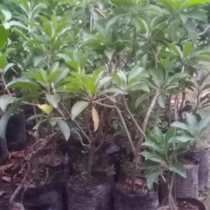 Bibit sawo manila buah sawo tanaman sawo hasil cangkok