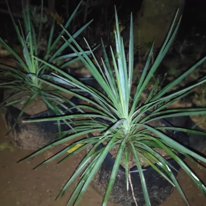 [[ RASTASTR / TANAMAN HIAS - POHON BIBIT PALM YUCCA ROSTRATA TINGGI 50CM BEST SELLER
