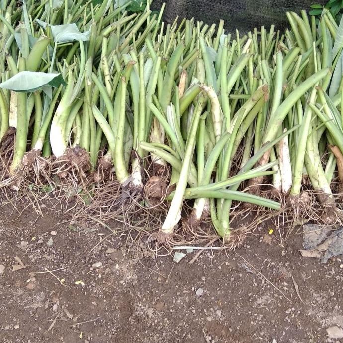 paket 100 bibit tanaman talas belitung/ talas jepang