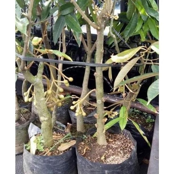[[ RASTASTR / [ BIBIT POHON DURIAN SUDAH BERBUNGA MONTONG BAWOR MUSANGKING ] BEST SELLER