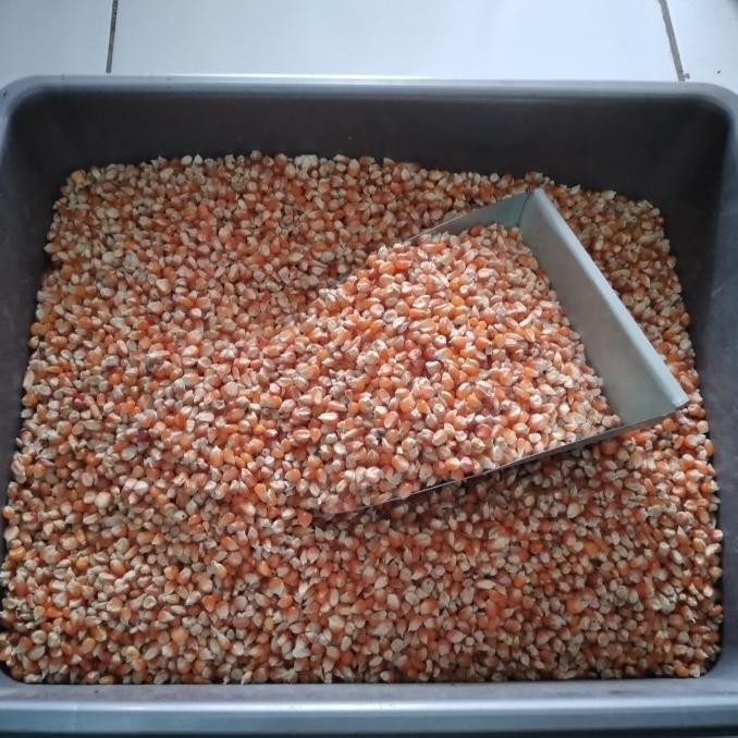 New Arival BYP-27 JAGUNG KRISTAL 500 GRAM PAKAN MAKANAN AYAM BEBEK UNGGAS BURUNG MERPATI DERKUKU PUT