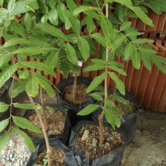 Bibit pohon buah kelengkeng Cristal - tanaman buah kelengkeng Kondisi Sudah berbuah