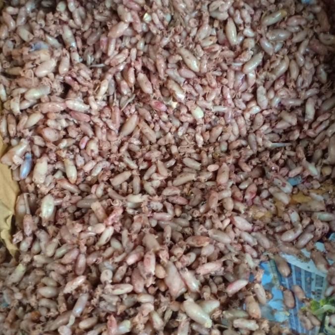 

Sale Baby Cumi Kering Per 1Kg