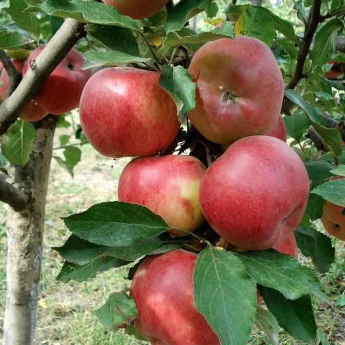 Bibit Tanaman Buah Apel Merah