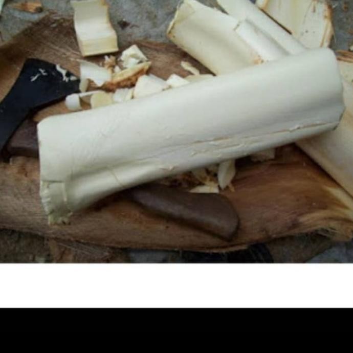

Sale Humbut - Umbut Kelapa Per 1 Tundun