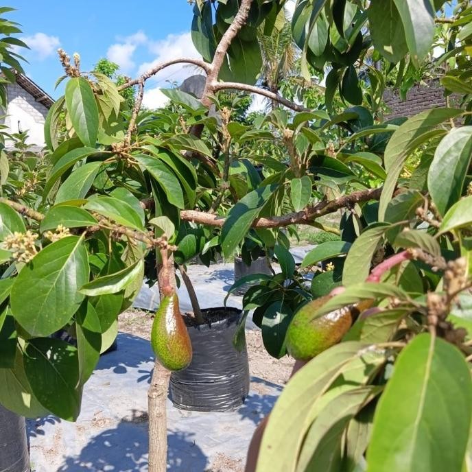 Bibit Tanaman Buah Alpukat Red Vietnam Okulasi SUDAH BERBUNGA/BERBUAH TOB