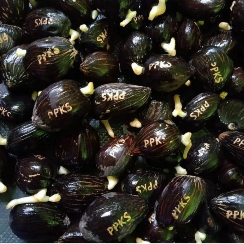 5000/butir Benih bibit sawit PPKS SIMALUNGUN asli