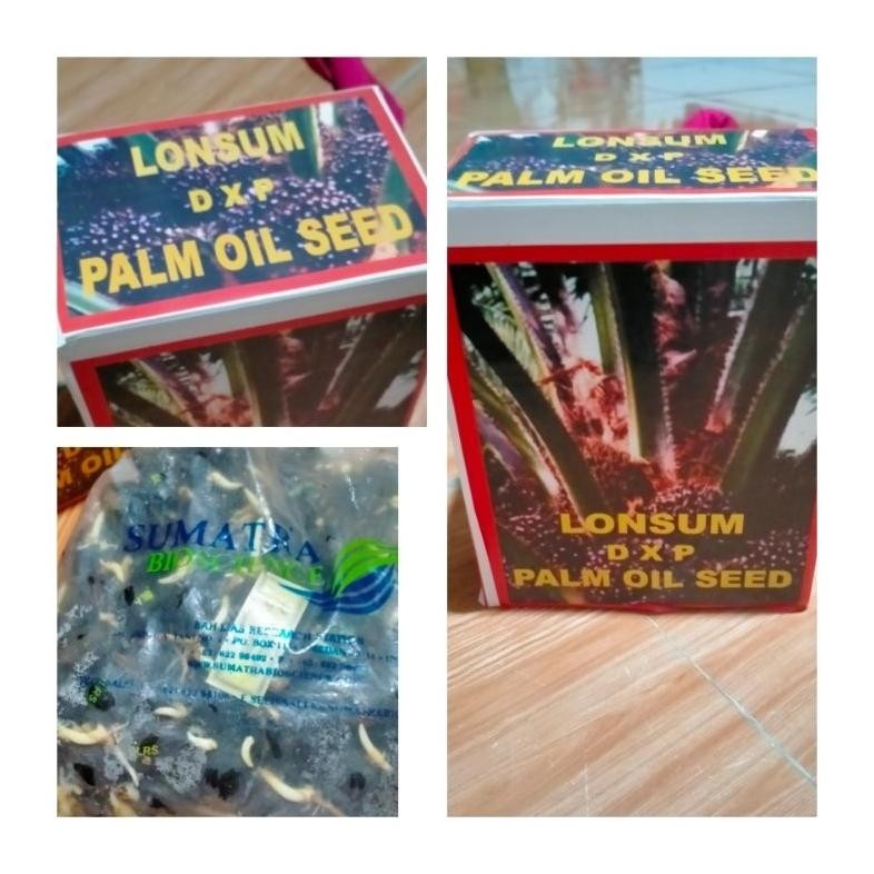 bibit kecambah sawit LONSUM