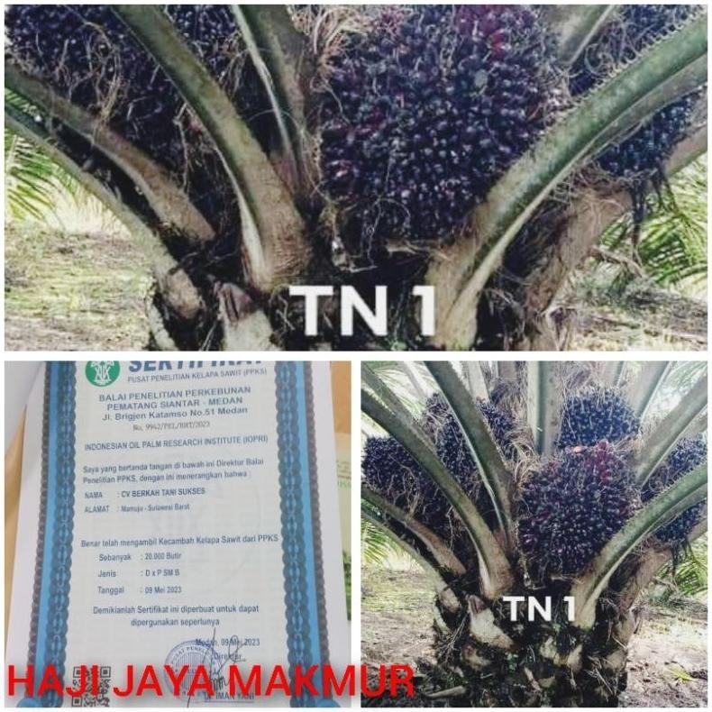 Bibit Benih Kecambah Sawit DXP TN 1 (250 butir)