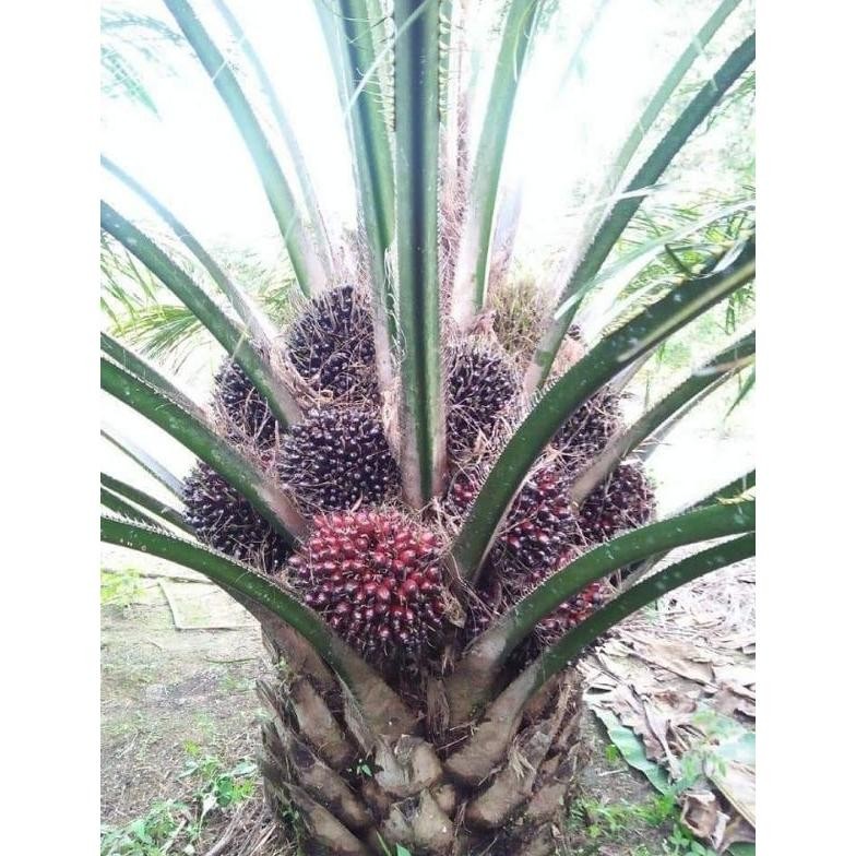 Bibit Benih Kecambah Sawit Ppks 239 asli Medan (250 butir)