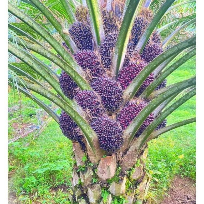 kecambah sawit PPKS 540 unggul bersertifikat