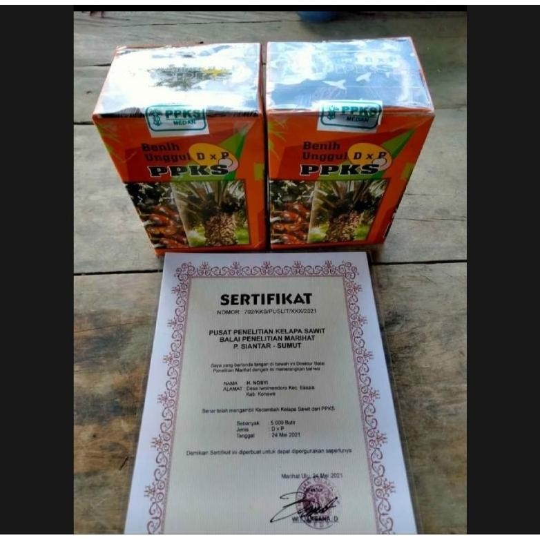 Bibit benih Sawit Unggul PPKS DXP + sertifikat