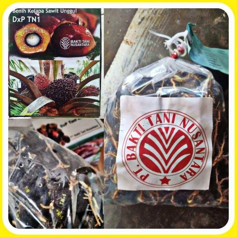 Ready bibit benih kelapa sawit TANI NUSANTARA 1 (TN1)