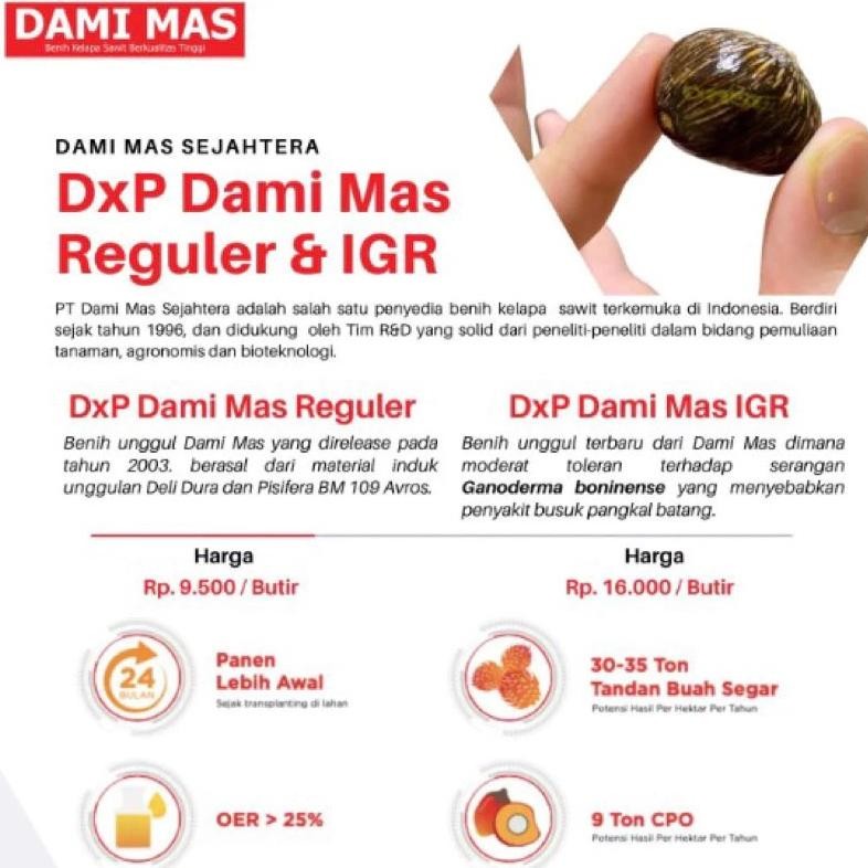 DxP DAMI MAS ORIGINAL KECAMBAH SAWIT BERSERTIFIKASI