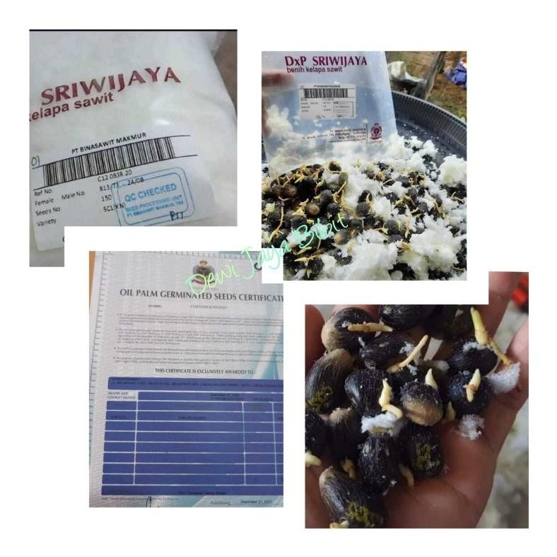 Bibit Kecambah sawit Sriwijaya5 unggul