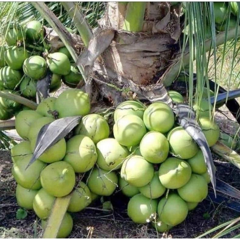 Bibit Kelapa Wulung Hibrida Genjah