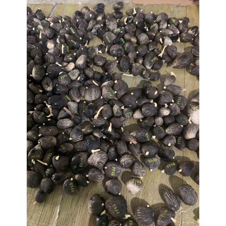 benih polong sawit ppks