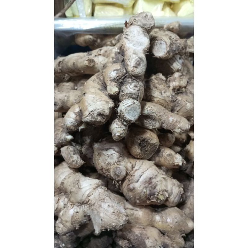 

lempuyang berkulitas segar 1kg